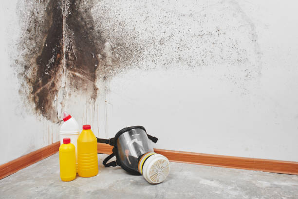 Best Certified Mold Removal  in Fort Valley, GA
