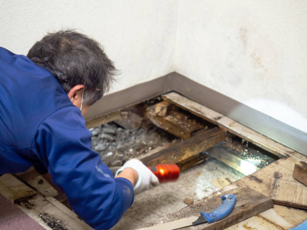 Best Mold Removal Process  in Fort Valley, GA