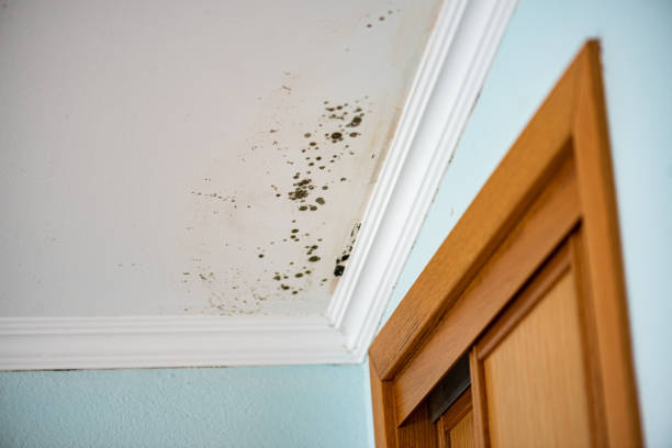 Home Mold Removal in Fort Valley, GA