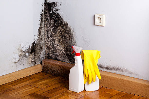 Best Black Mold Removal  in Fort Valley, GA