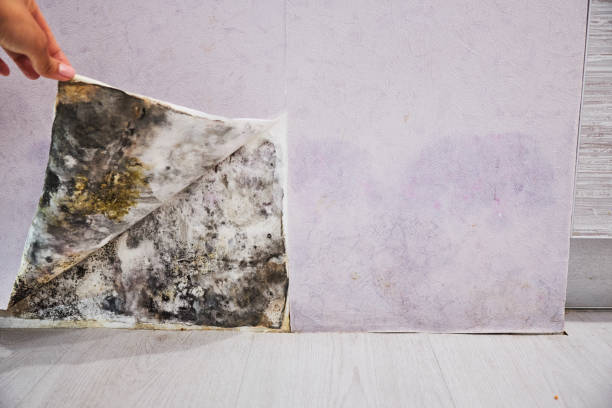 Best Crawl Space Mold Removal  in Fort Valley, GA